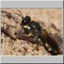 Crabro peltarius - Grabwespe m06 10mm.jpg